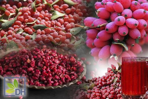 what are barberries good for